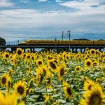 残暑お見舞い申し上げます